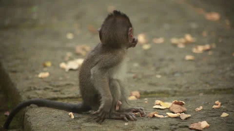 Monkey baby Stock Footage 26229955