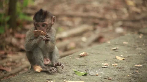 Monkey baby Stock Footage 26230089