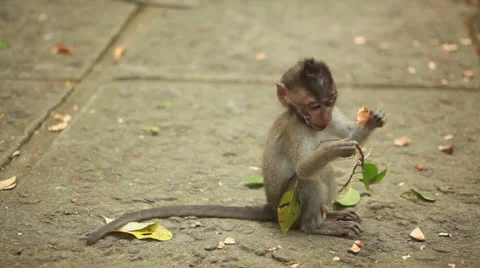 Monkey baby Stock Footage 26230390