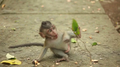Monkey baby Stock Footage 26230541