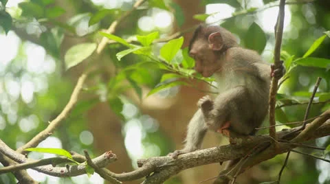 Monkey baby Stock Footage 26230929