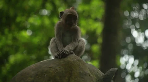 Monkey baby Stock Footage 26231423