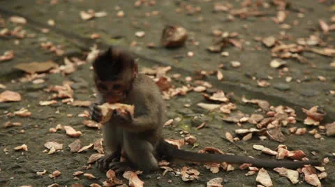 Monkey baby Stock Footage 26231619