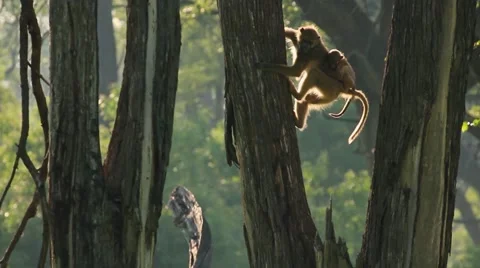 Monkey with baby Stock Footage 45734430