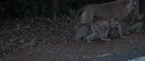 Monkey with baby Video stock 233401521