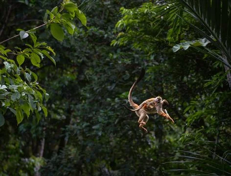 Monkey with baby jumping between tree branches in Costa Rica jungle. Stock Photos