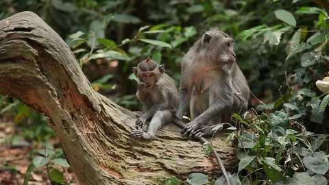 Monkey with Baby on Log Stock Footage 104417682
