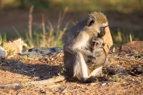 A monkey with a baby monkey in the arm Stock-Fotos