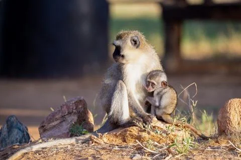 A monkey with a baby monkey in the arm Stock Photos
