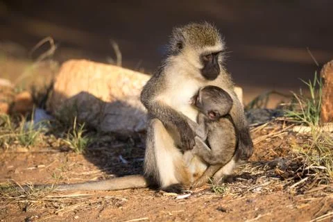 A monkey with a baby monkey in the arm Stock Photos