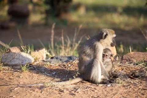 A monkey with a baby monkey in the arm Stock-Fotos