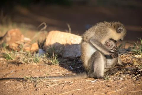 A monkey with a baby monkey in the arm Stock Photos