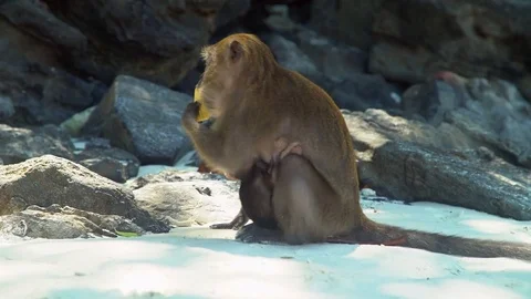 Monkey with baby monkey on Phi Phi Island Beach In Thailand 動画素材 77683984