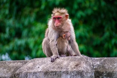 Monkey with baby monkey sitting on the wall Stock Photos