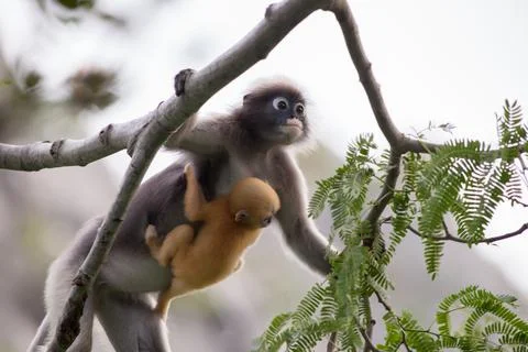 Monkey with baby moving on tree Stock Photos