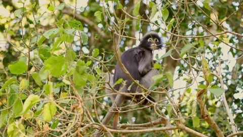 Monkey with baby perched on tree branches surrounded by lush green Stock Footage 303817906