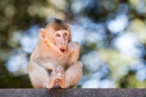 Monkey baby Stock Photos
