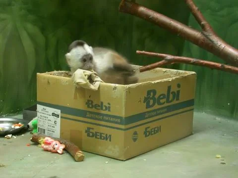 Monkey baby Stock Photos