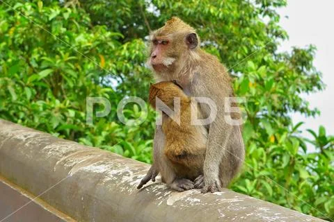 Monkey with baby sitting on the stone edge Stock Photos