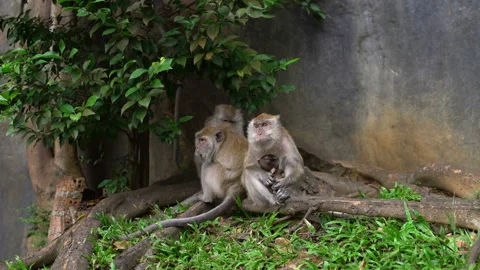 Monkey with baby sitting under a tree Stock Footage 91810300
