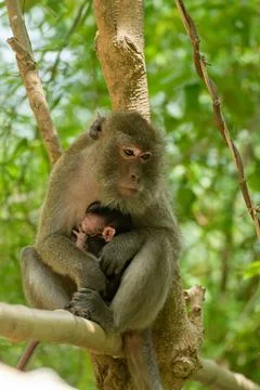 Monkey with baby on the tree Stock Photos