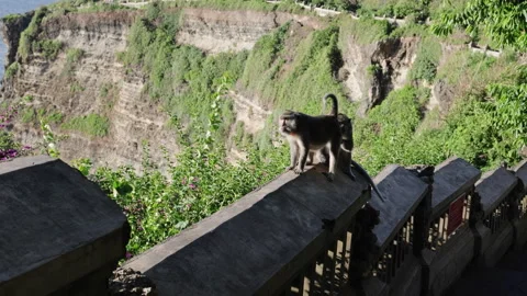 Monkey on the background of a cliff. Stock Footage 274643007