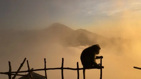 Monkey on background of a volcano in the mountains Bali Indonesia Vidéo 108203593