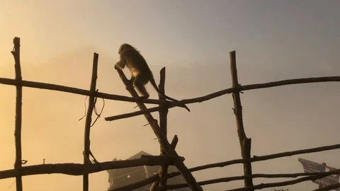 Monkey on background of a volcano in the mountains Bali Indonesia Vidéo 108203644