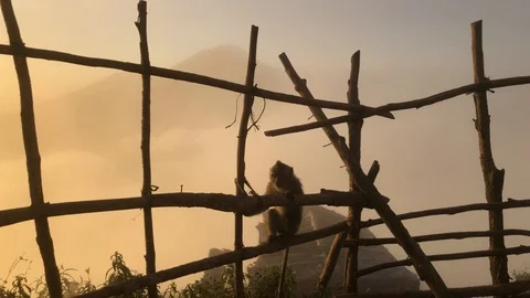 Monkey on background of a volcano in the mountains Bali Indonesia Vidéo 108203689