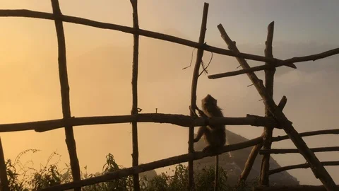 Monkey on background of a volcano in the mountains Bali Indonesia Vidéo 108203952