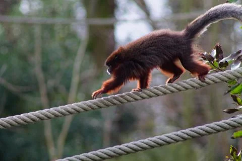 Monkey Balancing on Rope in Nature Stock Photos