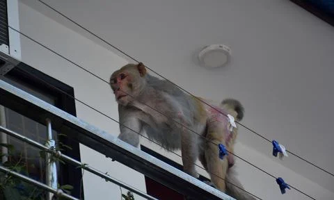 Monkey in balcony Stock Photos