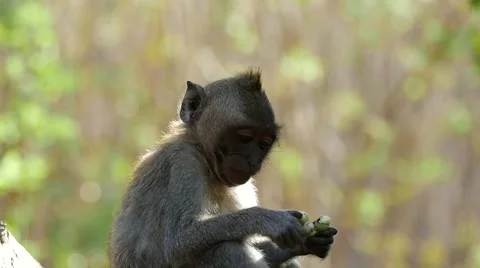 Monkey Bali FHD 96FPS Stock Footage 44369777