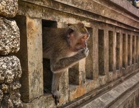 Monkey in Bali Stock Photos
