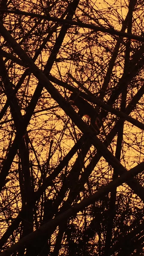 Monkey bamboo sunset, Silhouetted monkeys atop bamboo during sunset Stock Footage 321049508