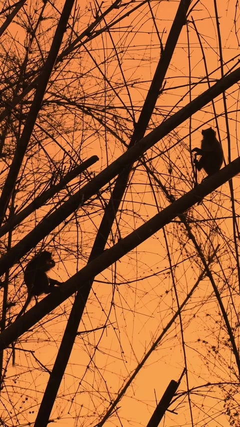 Monkey bamboo sunset, Silhouetted monkeys atop bamboo during sunset Stock Footage 321049599