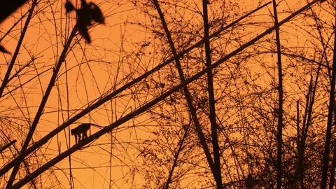 Monkey bamboo sunset, Silhouetted monkeys atop bamboo during sunset Stock Footage 321049979