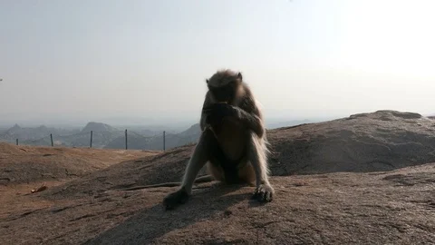 Monkey With Banana In The Mountains Stock-Footage 82518172