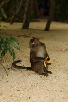 Monkey with a banana Stock Photos