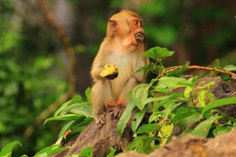 Monkey with a banana on the rocks Stock Photos