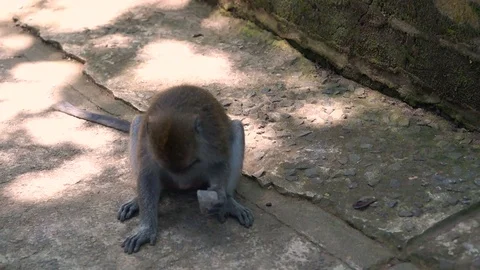 The monkey banging by the stone Stock Footage 81012786
