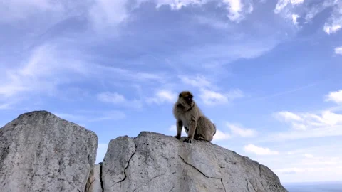 The monkey as Barbary Macaque sitting. Stock Footage 147318948