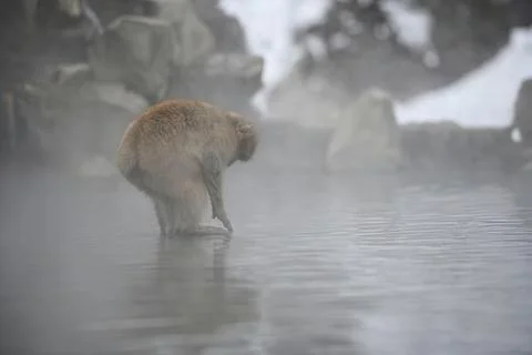Monkey bathing in steaming hot spring water Foto stock