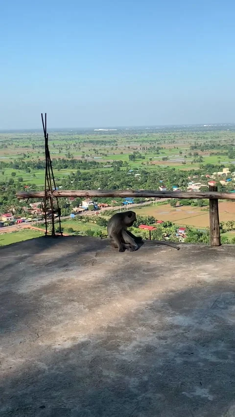 Monkey in Battambang region 스톡 동영상 340999562