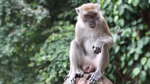 Monkey at Batu Caves Stock Footage 42703576