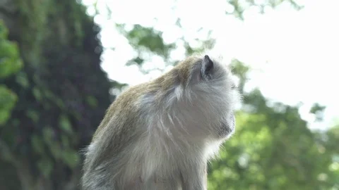 Monkey In Batu Caves, Kuala Lumpur, Malaysia.02 스톡 동영상 122557548