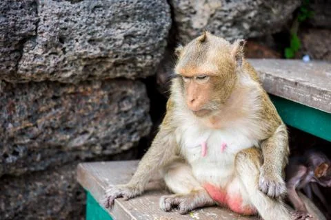 Monkey be sleepy Stock-Fotos