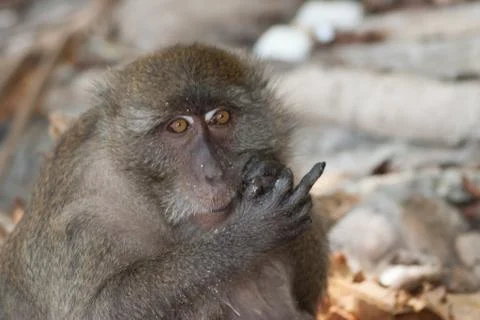 Monkey at the beach are eating. Stock Photos