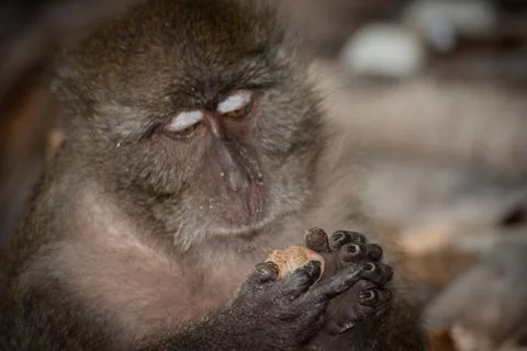 Monkey at the beach are eating. Stock Photos