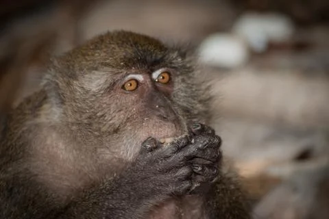 Monkey at the beach are eating. Stock Photos